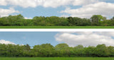 Art Printers iD Backscenes Trees 147 15" Standard Scene D Mirrored