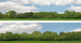 Art Printers iD Backscenes Trees 147 15" Standard Scene D