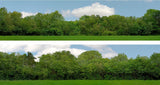 Art Printers iD Backscenes Tall Trees 149 15" Standard Scene A Mirrored