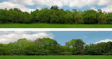 Art Printers iD Backscenes Tall Trees 149 15" Standard Scene D