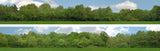 Art Printers iD Backscenes Tall Trees 149 N Scale Standard Scene A Mirrored