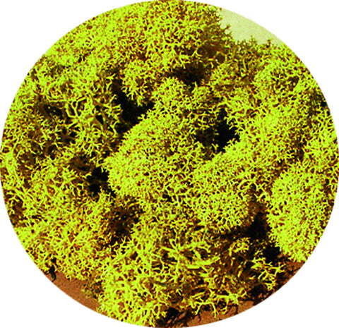 Heki 3215 Lichen Yellow 30g