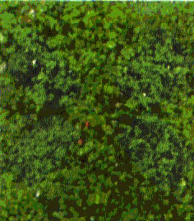 Heki 1564 Foliage  May Green 200ml
