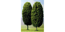 Busch 6165 2 X 145mm Laburnum Trees